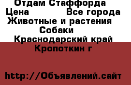 Отдам Стаффорда › Цена ­ 2 000 - Все города Животные и растения » Собаки   . Краснодарский край,Кропоткин г.